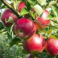 سیب و بهره برداری اقتصادی